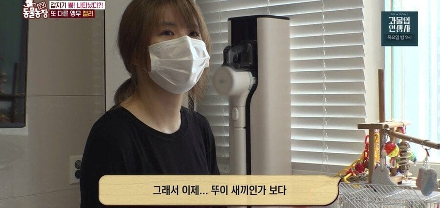 처녀수태로 태어난 예수앵무