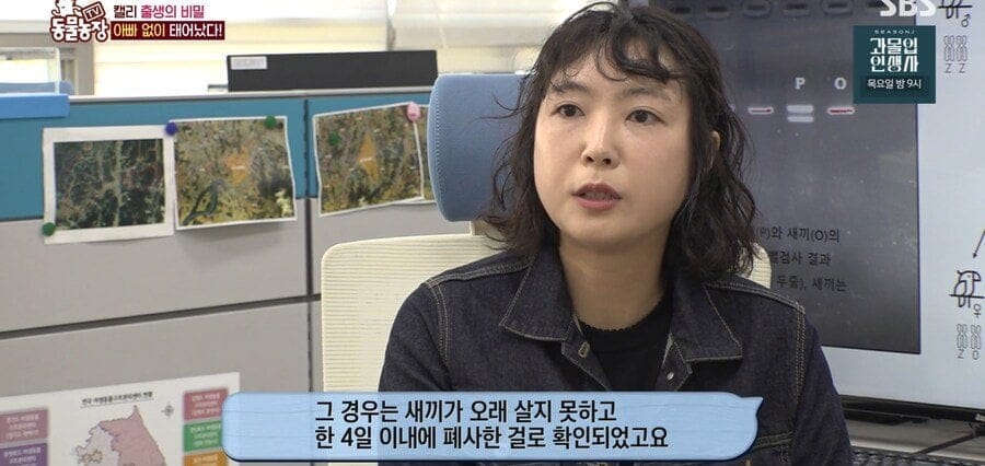 처녀수태로 태어난 예수앵무