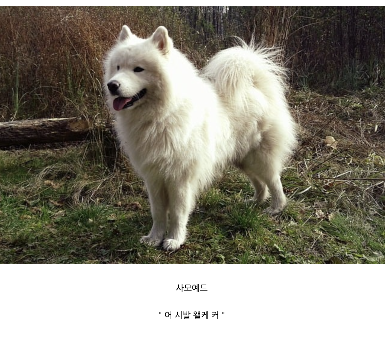 강아지 종별 처음 본 느낌.jpg