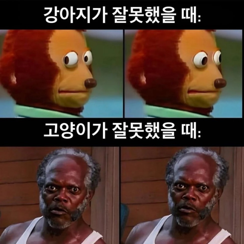 				강아지가 잘못했을 때 vs 고양이가 잘못했을 때