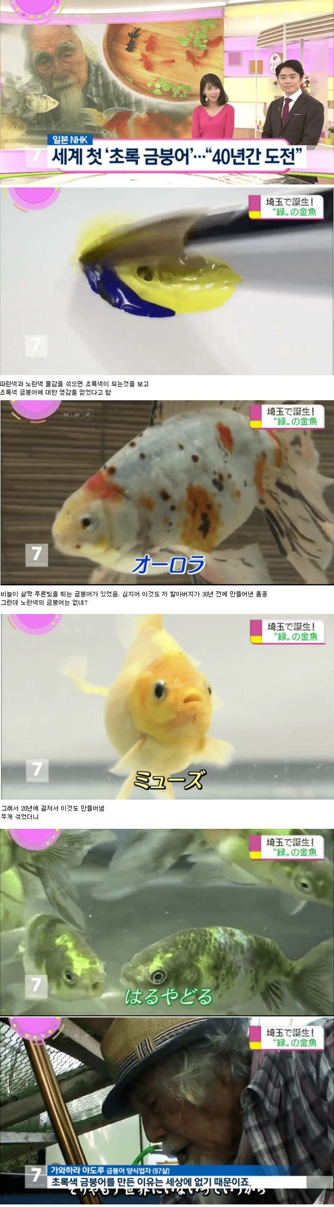초록물고기는 실재한다!!!