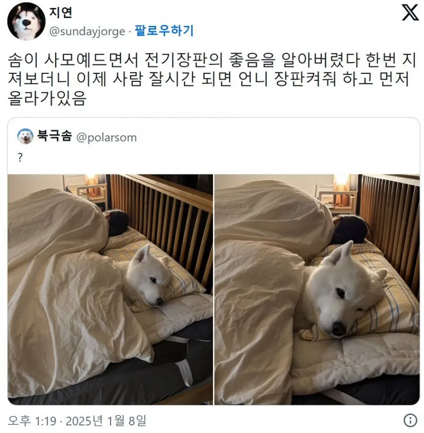 전기장판에 맛들려 버린 사모예드