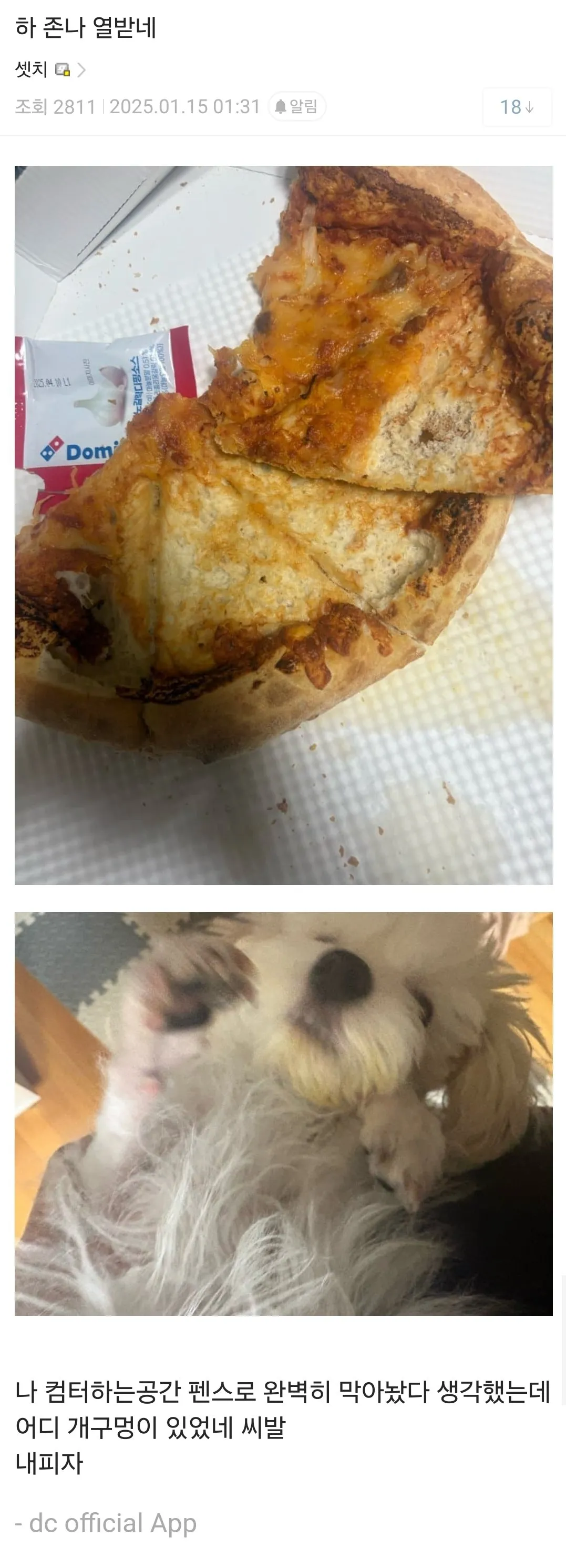 졸라 뻔뻔한 댕댕이