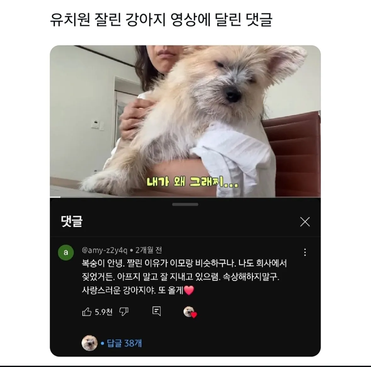 유치원 짤린 강아지 영상에 달린 댓글