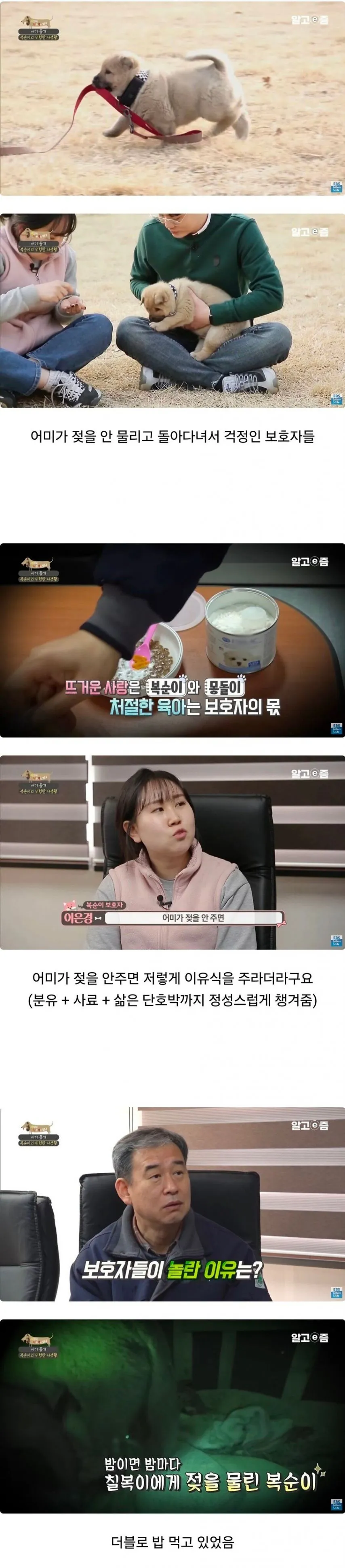5주차 이상하게 몸이 3개월인 댕댕이