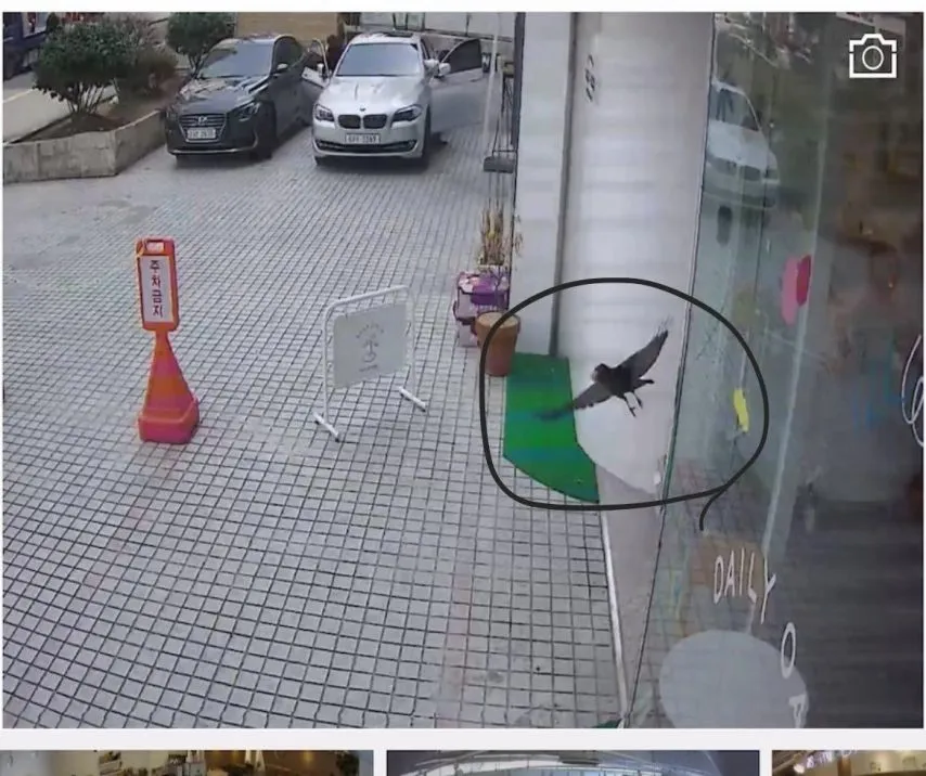 계란 한 알 훔쳐간 도둑ㄷㄷ