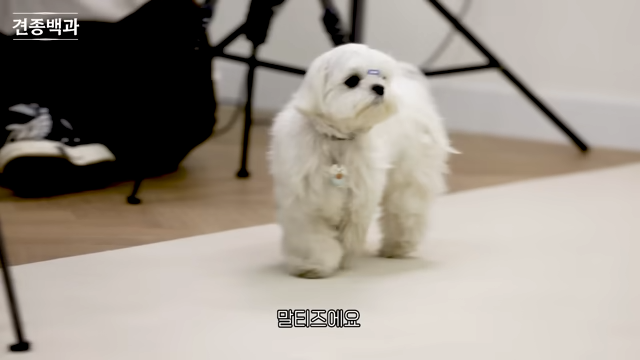 강형욱에게 문의가 가장 많이 온다는 사나운 견종