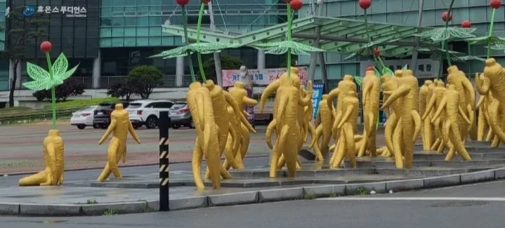 금산 인삼 괴담