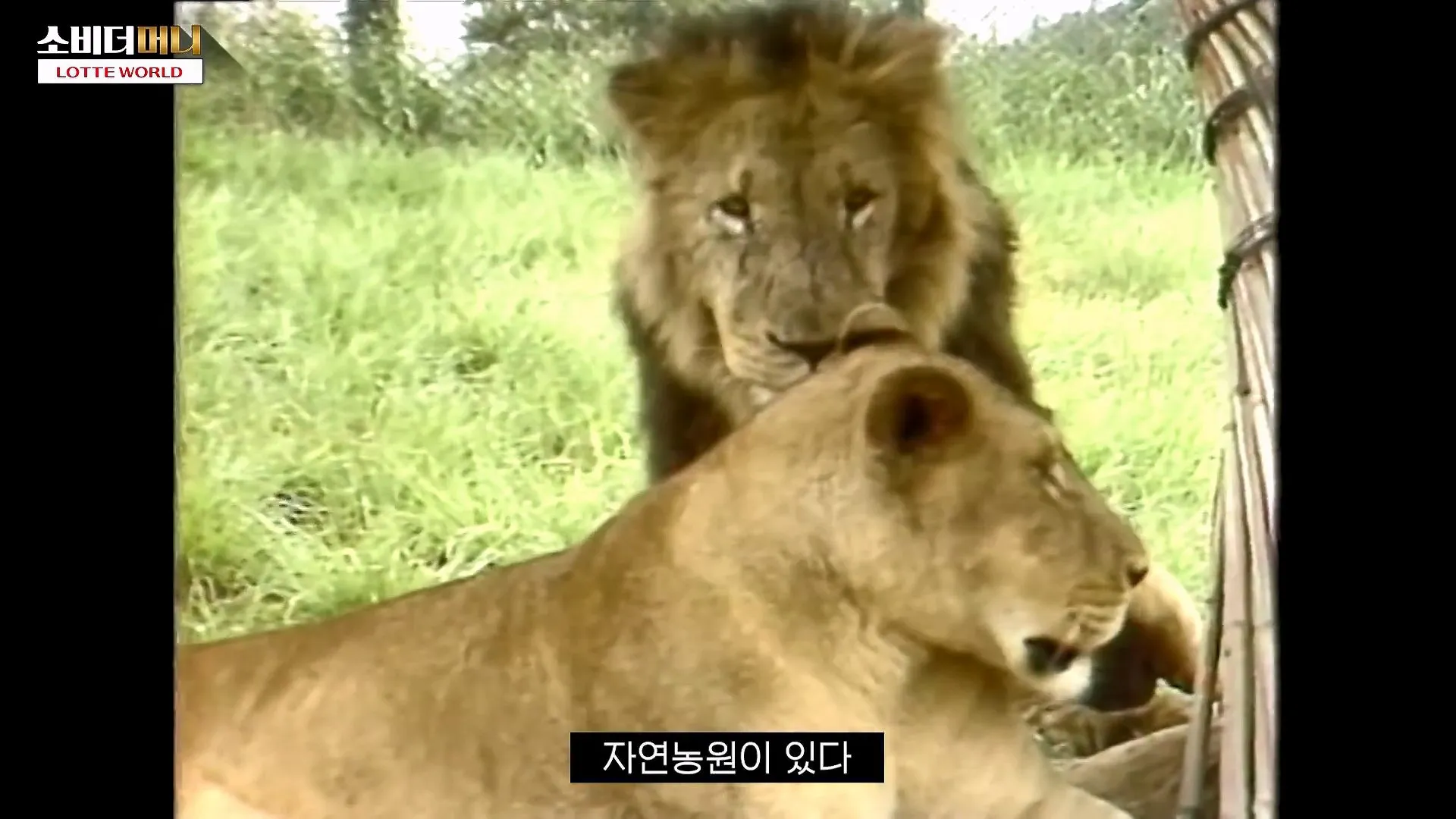 롯데 신격호의 선견지명