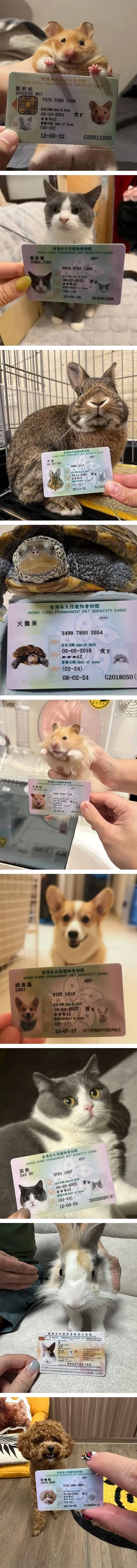 홍콩의 반려동물 신분증.jpg