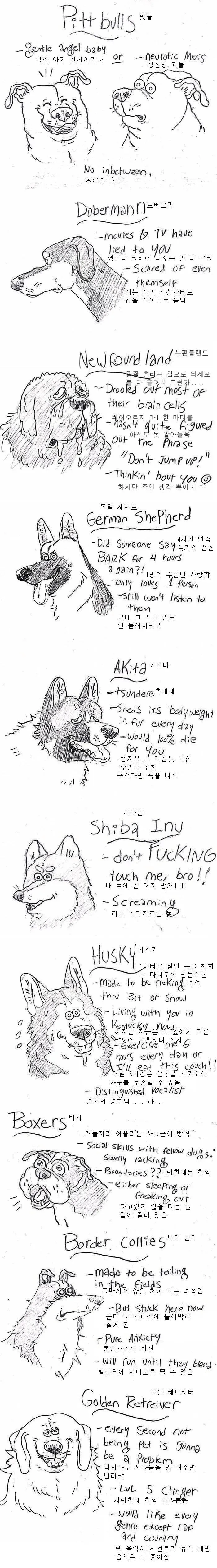 애견 카페 알바가 알려주는 견종백서