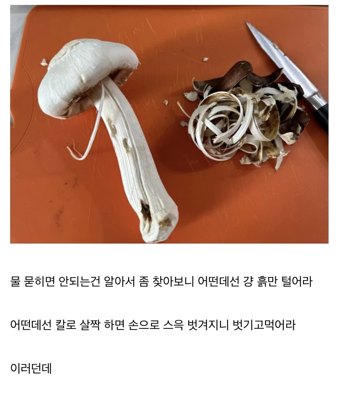 송이버섯 처음 손질해본 사람