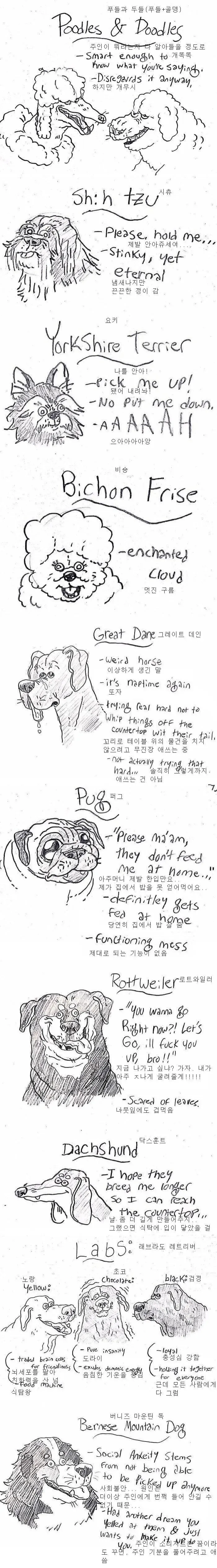 애견 카페 알바가 알려주는 견종백서