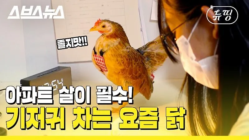 아파트에서 닭 키울때 똥문제 해결법