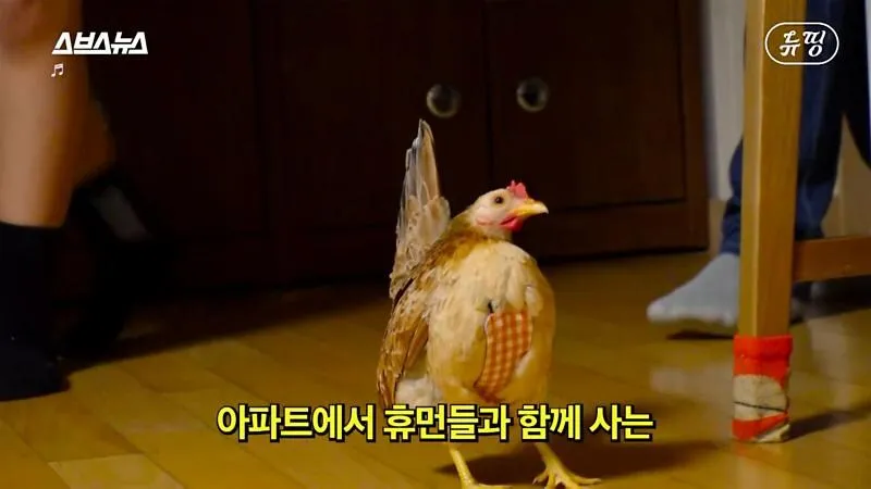아파트에서 닭 키울때 똥문제 해결법