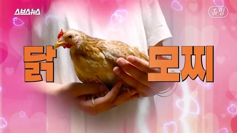 아파트에서 닭 키울때 똥문제 해결법