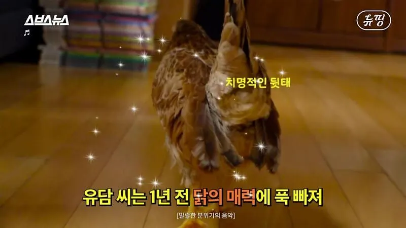 아파트에서 닭 키울때 똥문제 해결법