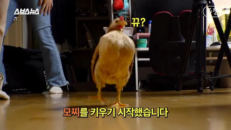 아파트에서 닭 키울때 똥문제 해결법