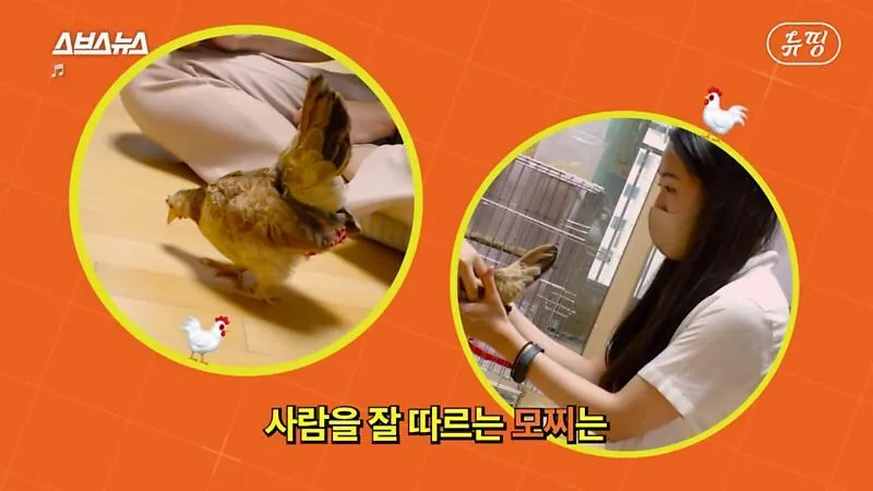 아파트에서 닭 키울때 똥문제 해결법