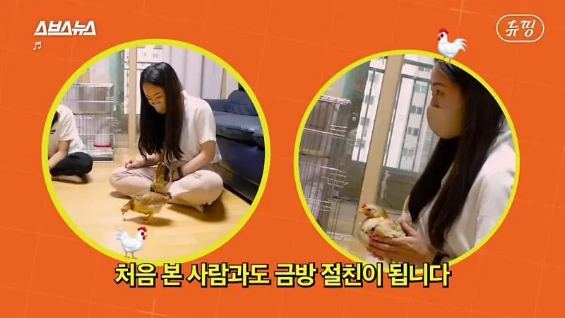 아파트에서 닭 키울때 똥문제 해결법