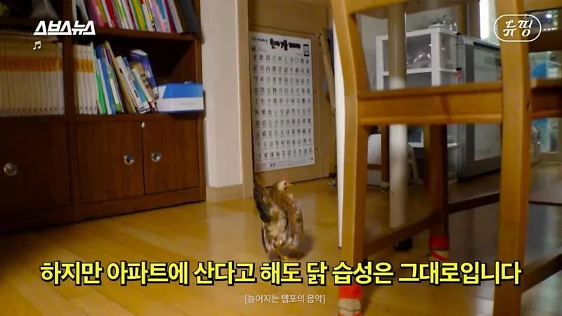 아파트에서 닭 키울때 똥문제 해결법