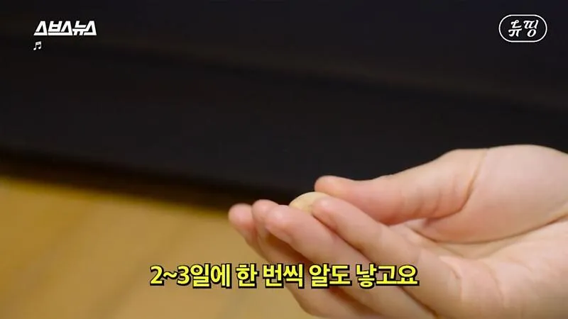 아파트에서 닭 키울때 똥문제 해결법