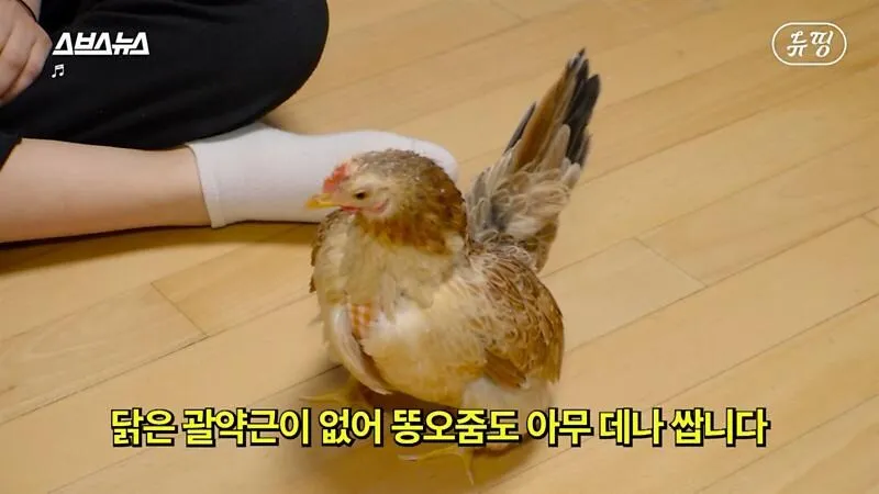 아파트에서 닭 키울때 똥문제 해결법