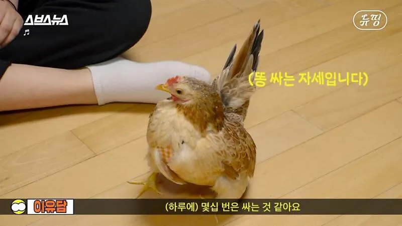 아파트에서 닭 키울때 똥문제 해결법