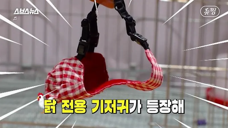 아파트에서 닭 키울때 똥문제 해결법