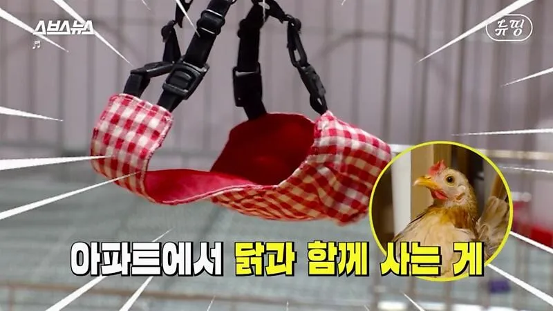 아파트에서 닭 키울때 똥문제 해결법