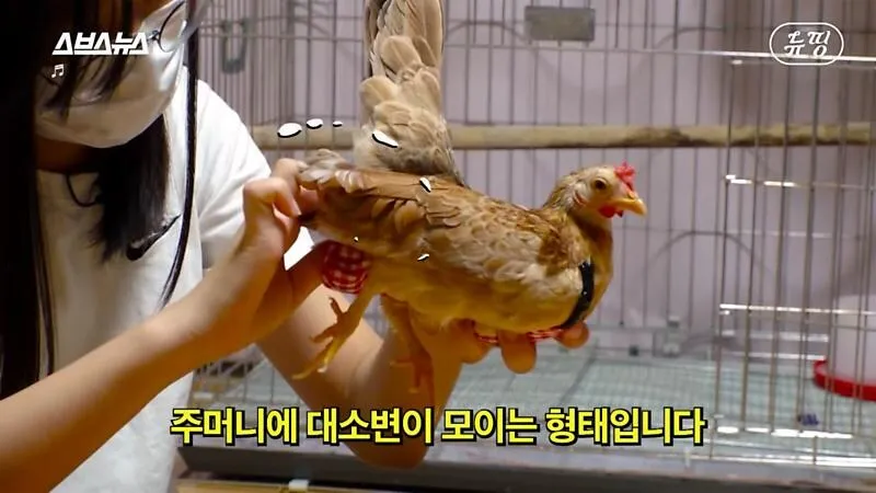 아파트에서 닭 키울때 똥문제 해결법