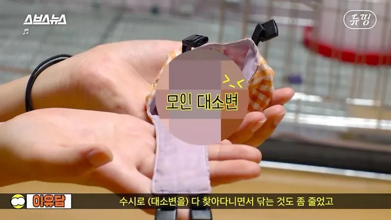 아파트에서 닭 키울때 똥문제 해결법