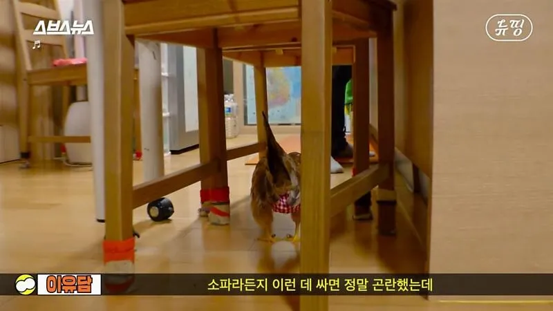 아파트에서 닭 키울때 똥문제 해결법