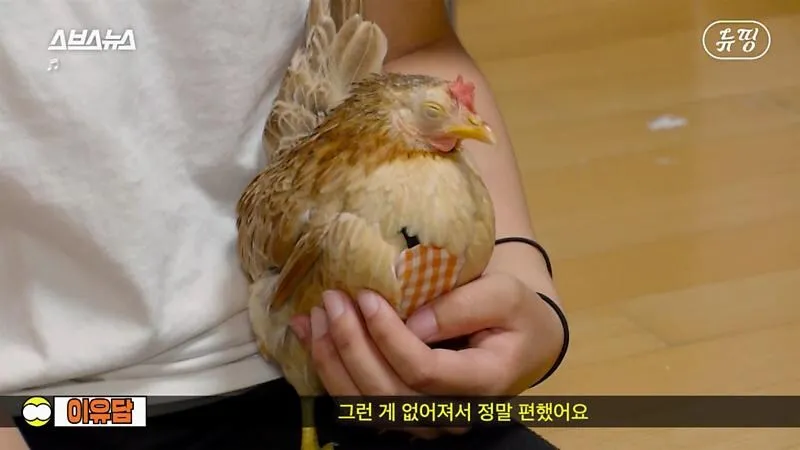 아파트에서 닭 키울때 똥문제 해결법