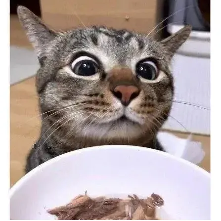 간식 줄 맛 나는 고양이