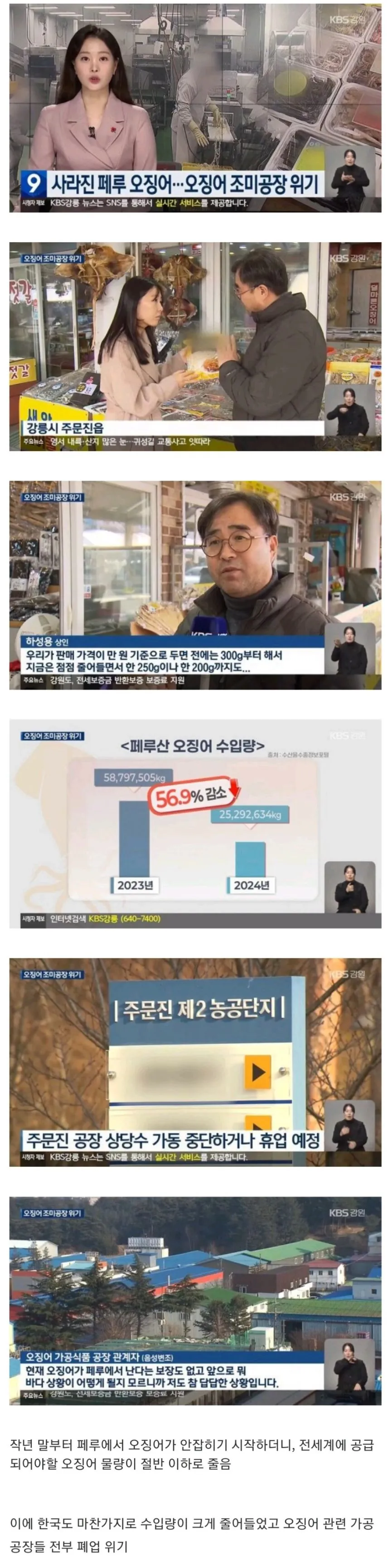 전세계 오징어 근황