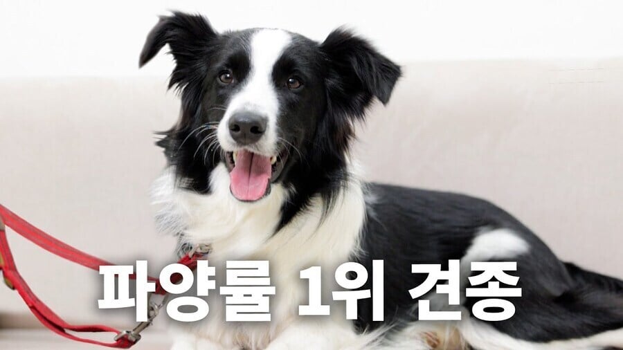 파양률 1위라는 견종