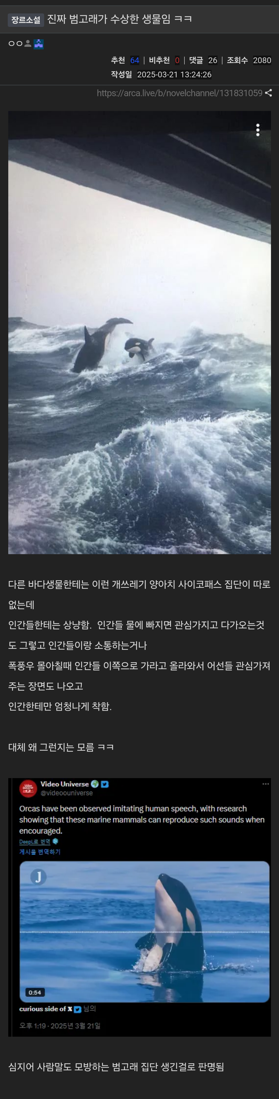 진짜 범고래가 수상한 생물임 ㅋㅋ