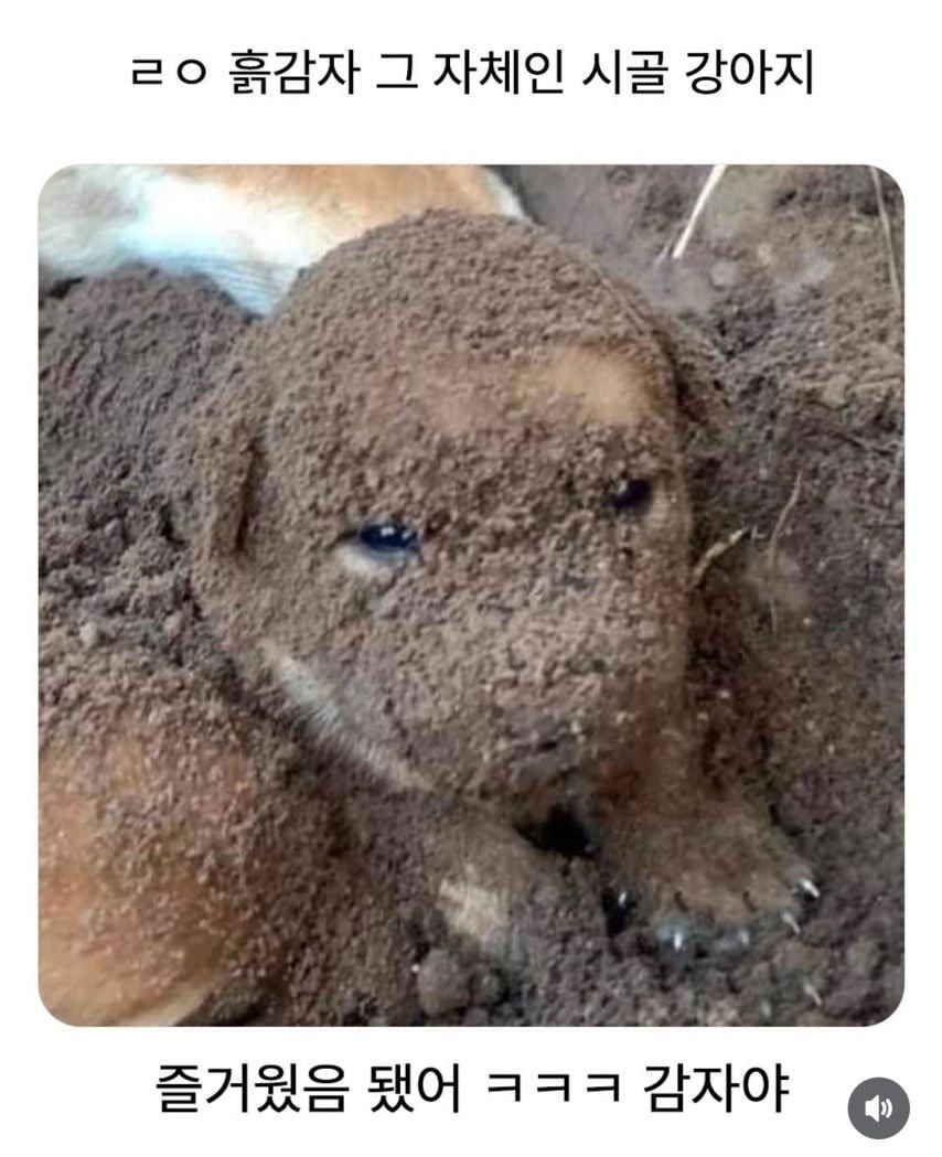 감자가 된 강아지.jpg