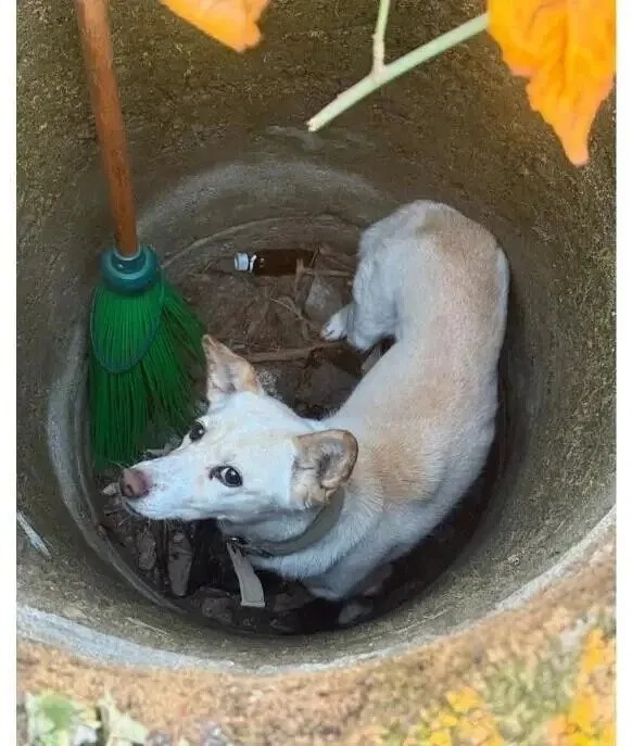 20일 동안 실종된 개를 구조한 강아지.jpg