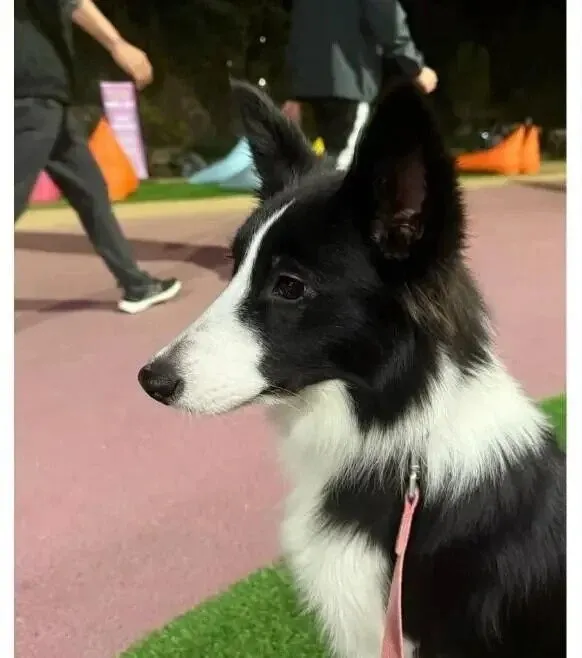 20일 동안 실종된 개를 구조한 강아지.jpg