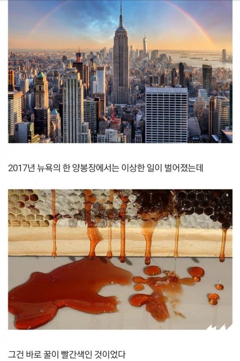 미국 레드허니 사건