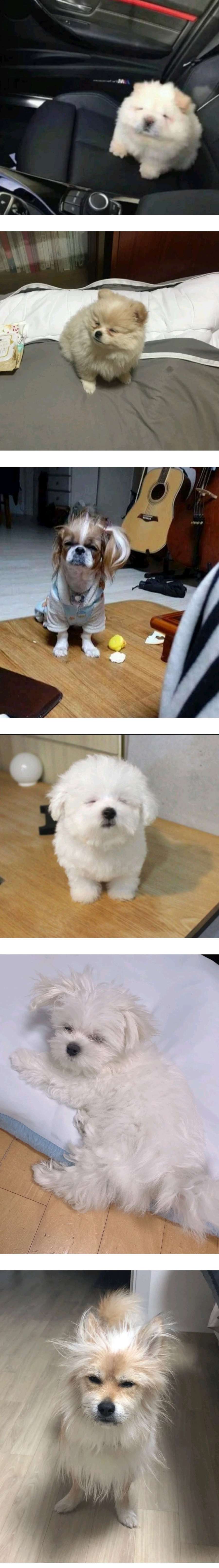 자다 깬 강아지는 묘하게 힘없고 가볍고 따끈따끈하다