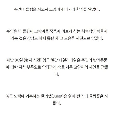 주인의 무지로 죽은 고양이.jpg