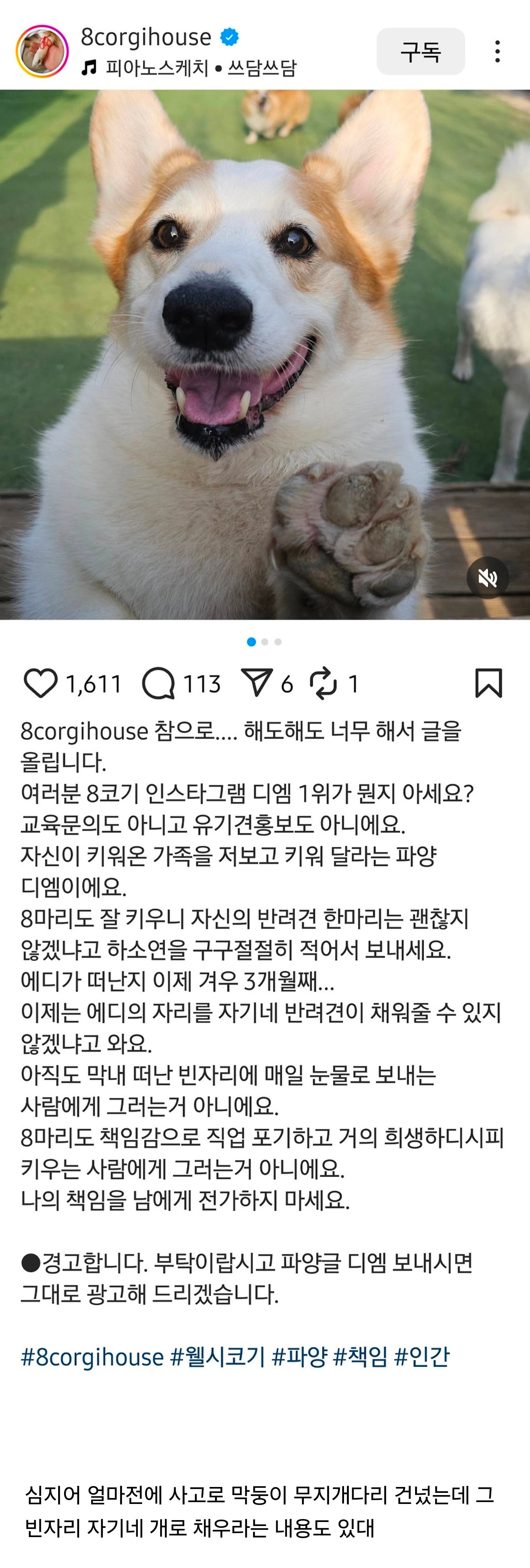 웰시코기 8마리 키우시는 분한테 제일 많이 오는 DM내용
