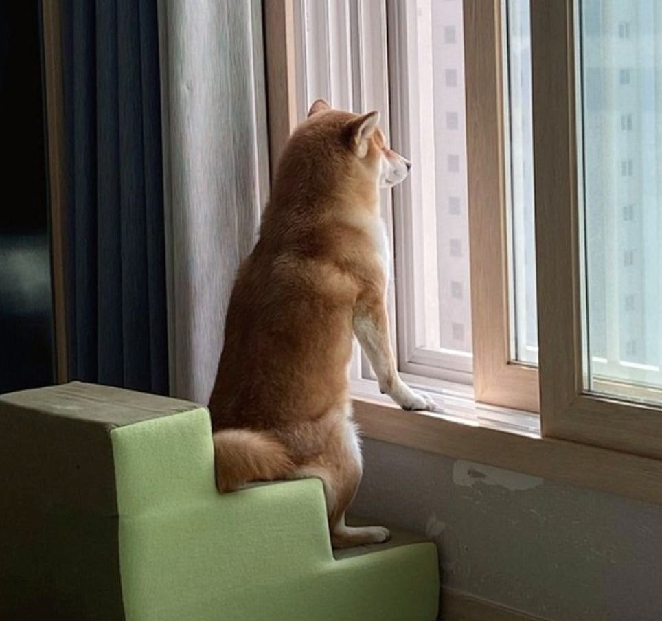 사색을 즐기는 댕댕이.jpg
