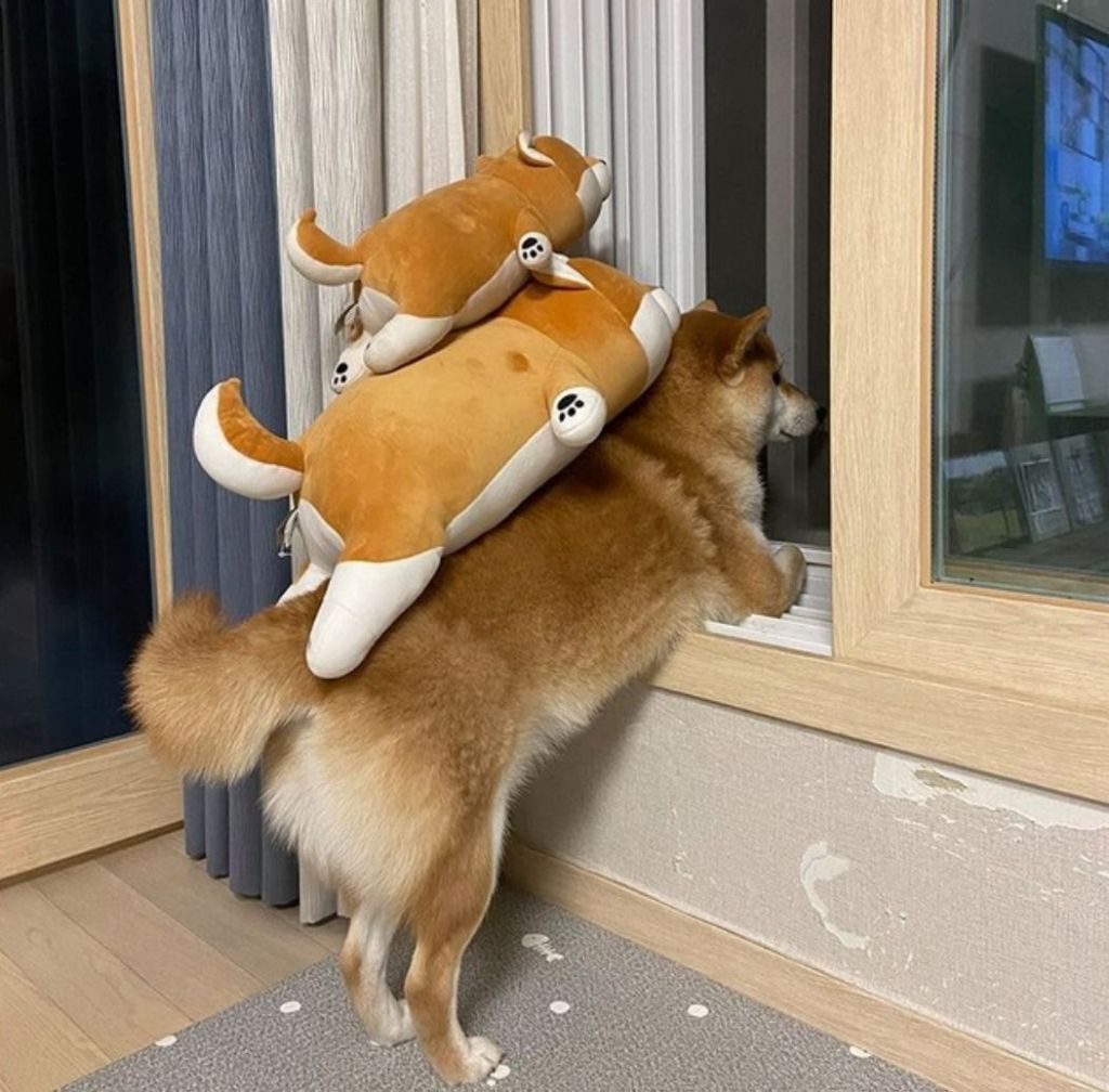 사색을 즐기는 댕댕이.jpg
