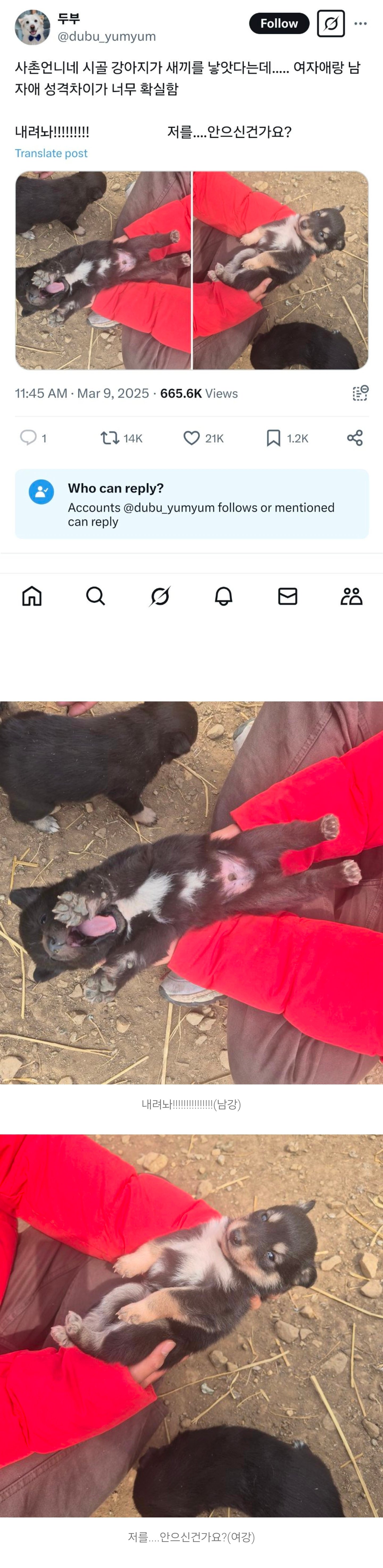 시고르자브종 강아지 성격차이