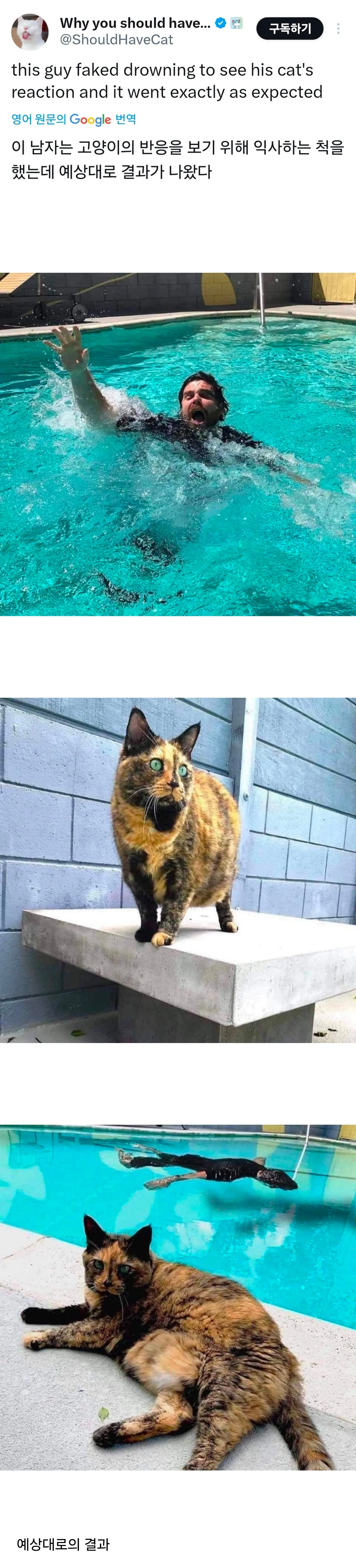 고양이 앞에서 익사하는 척 해보기