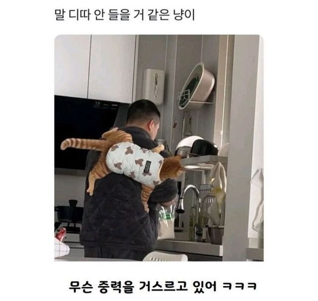 말 디따 안 들을 거 같은 고양이